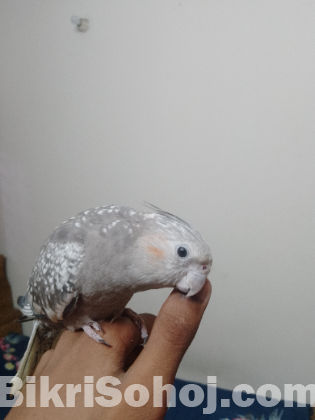 Flying tame cockatiel